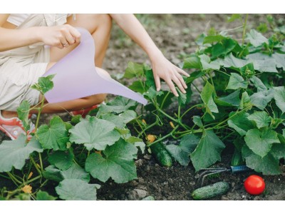 Как правильно посадить огурцы в открытый грунт