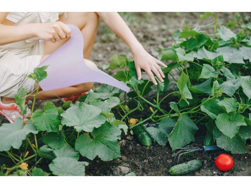 Як правильно посадити огірки у відкритий ґрунт