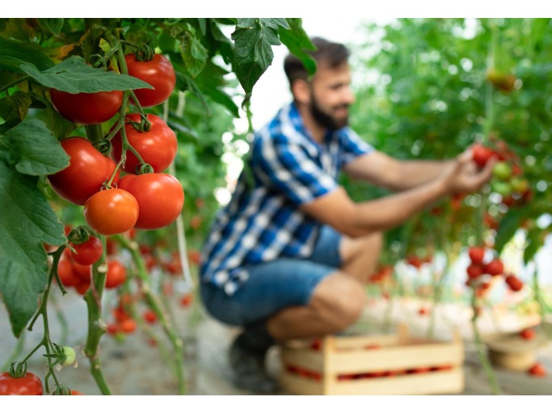 Вирощування томатів у теплиці