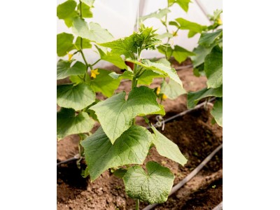 Выращивание огурцов на балконе