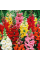 Ротики садовые антиринум Калифорния смесь 0,1 г