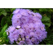 Цветы Агератум голубой Шабо однолетний 0,2 г