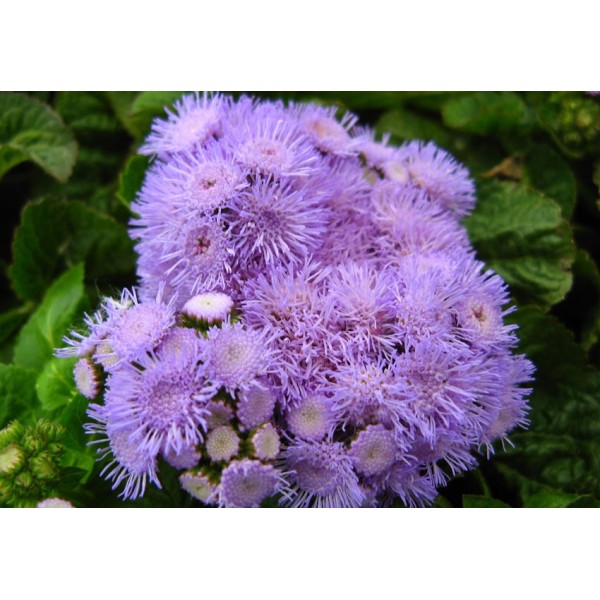 Квіти Агератум блакитний Шабо однорічний 0,2 г