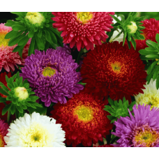 Айстра Принцесса смесь 0,3 г W.Legutko