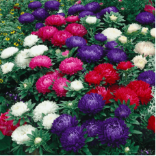 Айстра Миледи смесь 0,3 г W.Legutko