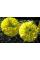 Чорнобривці прямостоячі Еквінокс лимонні 0,5 г Hem Zaden