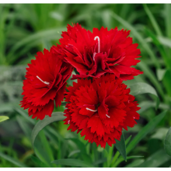 Цветы Гвоздика Гренадин красная двухлетняя 0,1 г