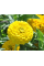 Цинная карликовая желтая однолетняя 0,5г