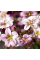Квіти Камнеломка Пурпурний килим, 0,1 г Hem Zaden Голландія