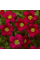 Цветы Камнеломка Пурпурный ковер, 0,1 г Hem Zaden Голландия
