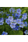 Цветы Лен голубой 0,3г Нк Елит