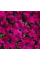 Петуния грандифлора бахромчатая Афродита F1 пурпурная