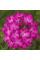 Вербена крупноцветковая розовая