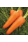 Морковь Мирафлорес F1, средняя, 400 шт Clause