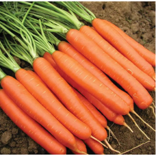 Морква Нантес Тип Топ для дитячого харчування, 1 г United Genetics Италия