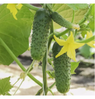 Огурец Авенсис F1 10 шт NongWoo Bio Корея