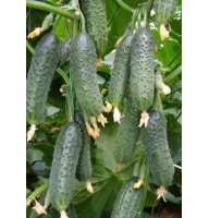 Огурец Каприкорн F1 10 шт Yuksel Seed Турция