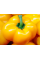 Перец Тореадор Еллоу желтый шаровидный, 0,2 г
