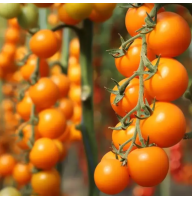 Томат KS 1549 F1 8 шт Kitano Seeds (Голландия)