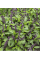 Базилік Анісовий аромат зелений, 0,5 г