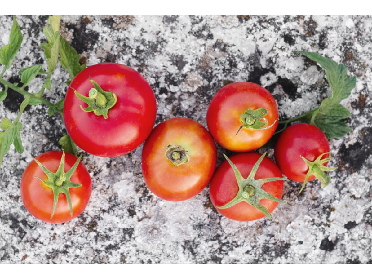 Как вырастить томаты из семян зимой: секреты успешного урожая