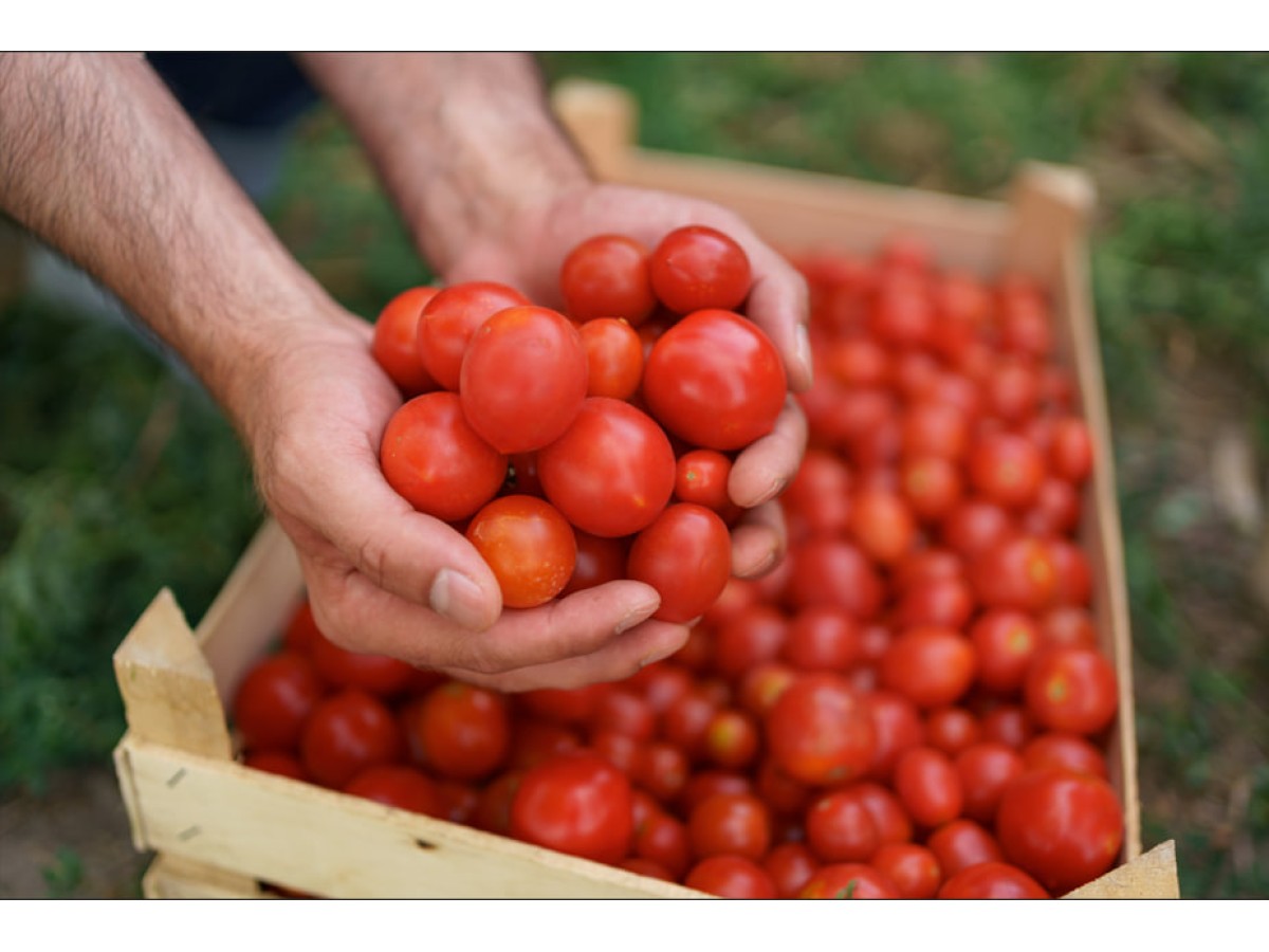 Семена томатов для промышленного выращивания: какие выбрать фермерам