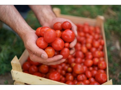 Семена томатов для промышленного выращивания: какие выбрать фермерам