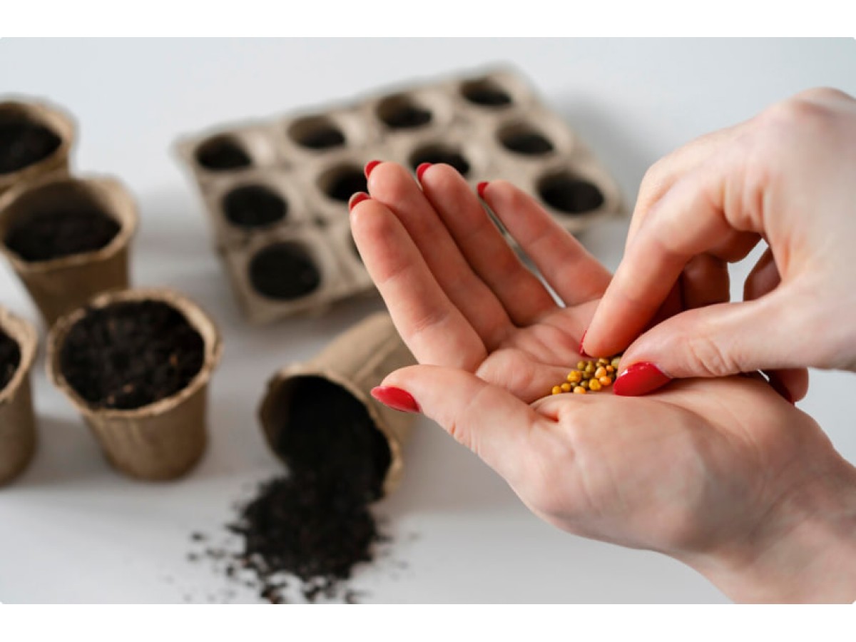 Как семена влияют на вкус и урожайность будущих томатов