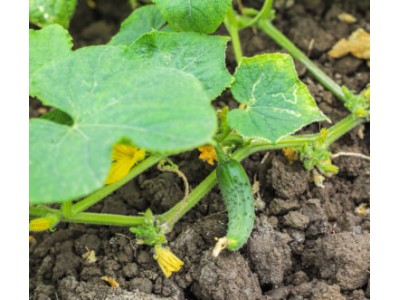 Огурцы без горечи: какие семена выбрать и как избежать горечи