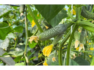 Партенокарпические семена огурцов: что это и когда их выбирать