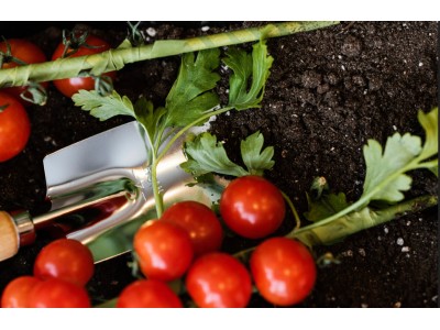 Как выбрать семена томатов для разных типов почвы