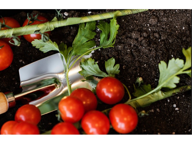 Як вибрати насіння томатів для різних типів ґрунту